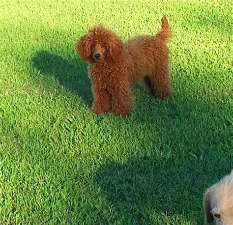 Red Miniature Poodle Breeders And Puppies In Nc Marjo Poodles