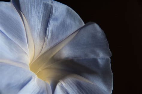 Hd Wallpaper Flower Blue Morning Glory Bloom Black Background