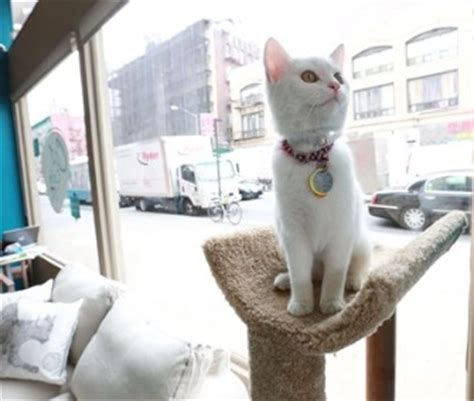 I think this might be the best cat cafe i've been to so far. Pet Scoop: Cat Café Opens in New York, Bartender Gets ...