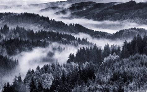Early Morning Mist Forest Mac Wallpaper Download Allmacwallpaper