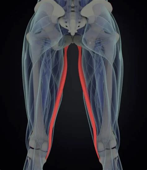 Muscles That Adduct The Thigh