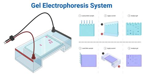 Gel Electrophoresis System Apparatus Parts Types Examples