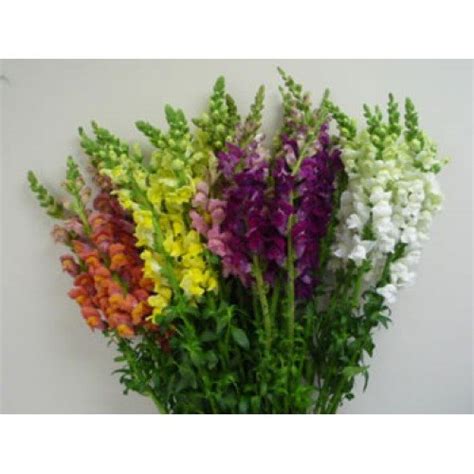 Whether you need to send flowers to toronto metro area or. Snapdragon Flowers Assorted - 50 Stems - Toronto Bulk Flowers