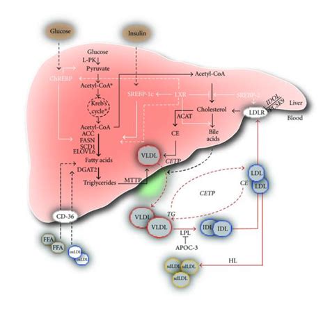 Lipid And Lipoprotein Pathways In The Pathogenesis Of Nafld Nafld Is