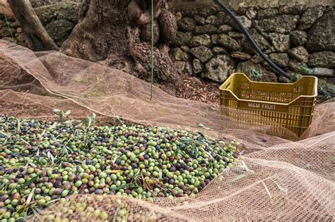 Premium Photo The Seasonal Harvest Of Olives In Puglia South Of Italy