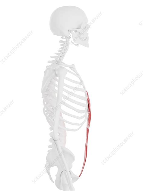 Rectus Abdominis Muscle Illustration Stock Image F0257229