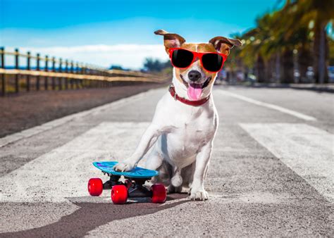 300 Cool Dog Names For Males And Females Parade Pets