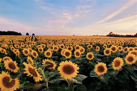 An Epic Sunflower Experience Right Outside Toronto Is Reopening This Summer