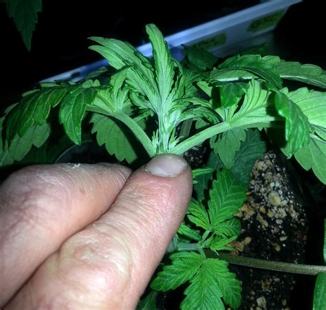 Cannabis Pre Flowers How To Tell Sex In The Vegetative Stage Grow Weed Easy