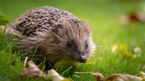 Hedgehog Awareness Week Heydon Habitats