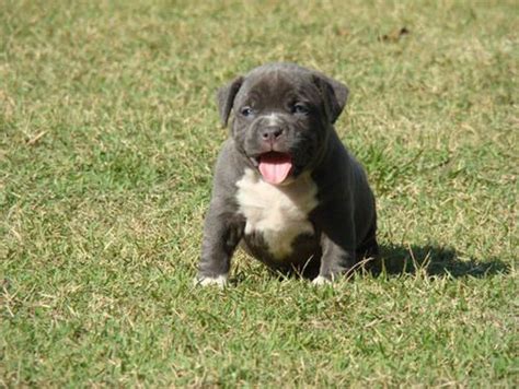 Litter of pitbull puppies for sale. Blue Pitbull Puppies, American Bully Puppies, Pitbull ...