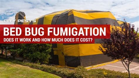Bed Bug Fumigation How Does It Work And How Much Does It Cost