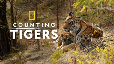 Watch Counting Tigers Full Movie English Wildlife Movies In Hd On Hotstar