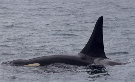 Five Star Whale Watching Resident Orcas J Pod Off San Juan Islands
