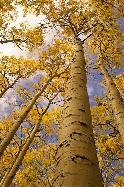 These plants reproduce by vegetative methods only they contain rhizomatic root system. Find out the gossip on our Aspen trees. — Carry Farm