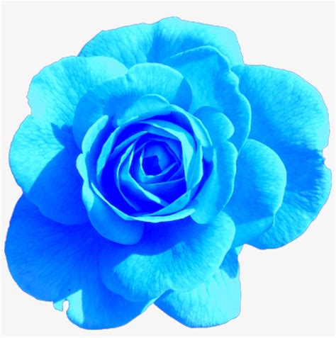 Sticker Blue Rose Aesthetic Tumblr Freetoedit Png Aesthetic Hd Pink Rose Flower Transparent