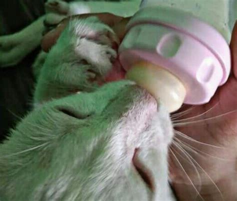 Namun, pemberian susu untuk kucing buat anak kucing yang masih menjadi bahan pertimbangan banyak orang. Susu Manusia yang Cocok untuk Anak Kucing - HoBinatang