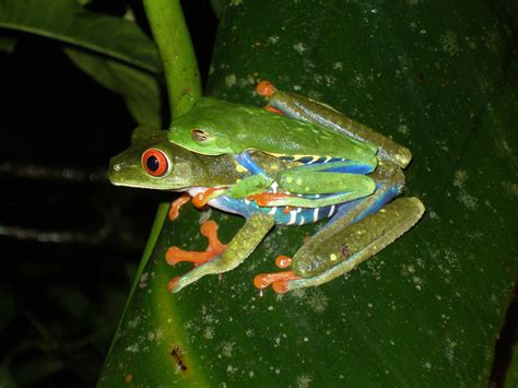 Red Eyed Tree Frog Agalychnis Callidryas Amphibian Care