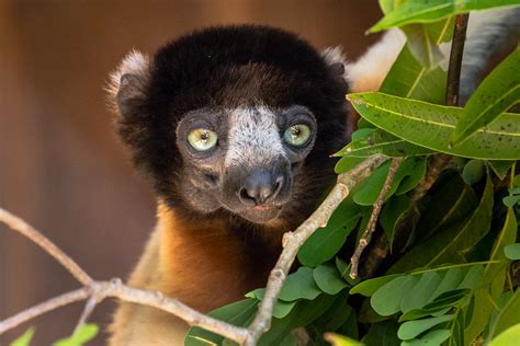 Crowned Sifaka Lemur Park Nosy Be Vaclav Klicnik Flickr
