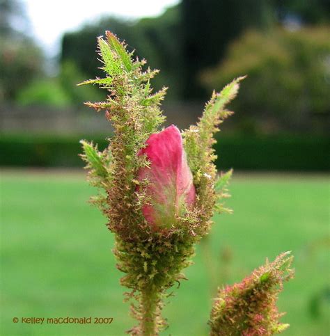 Plantfiles Pictures Common Moss Rose Old Pink Moss Muscosa Rosa