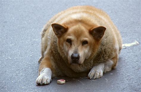 Why Fat Dogs Arent Funny