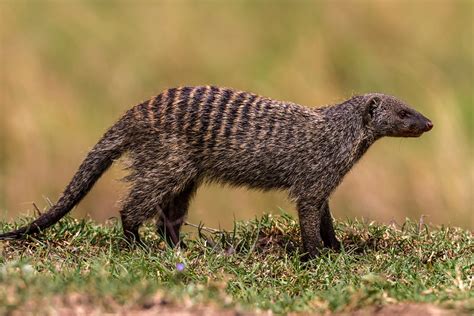 Banded Mongoose Guide Where They Live What They Eat And Why Females