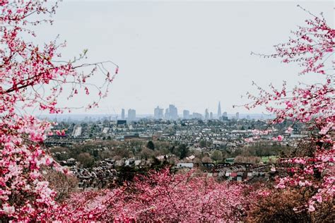 Cherry Blossom Season 30 Of The Prettiest Blossom Spots In London
