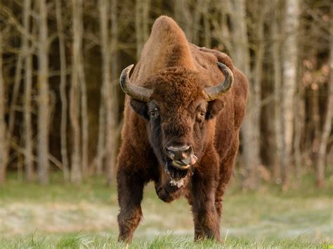 Germanys First Wild Bison In 250 Years Shot Dead By Authorities