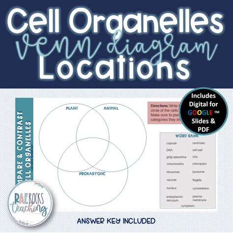 Where Are Cell Organelles Located Rae Rocks Teaching