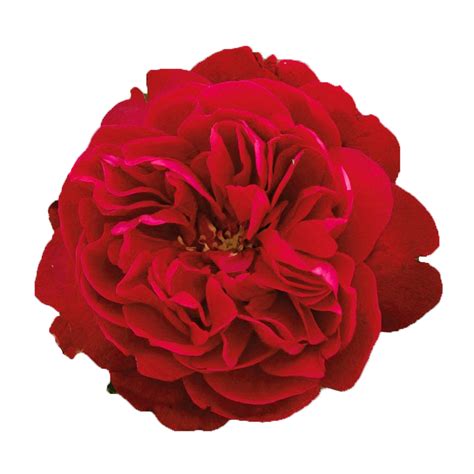 Tess David Austin Garden Roses Premium Wholesale Flowers Free