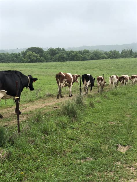 Dairy Cows Walking Down A Path Organic Grass Organic Valley Dairy Cows
