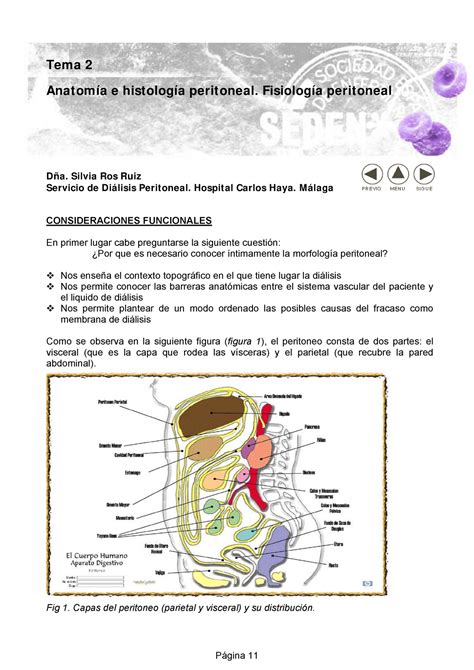 Anatomia Abdominal Wall And Viscera Median Sagittal Section Peritoneum Tema Anatom A E