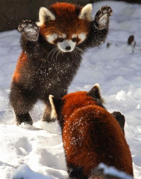 Snow Loving Red Pandas Wildlife Pinterest