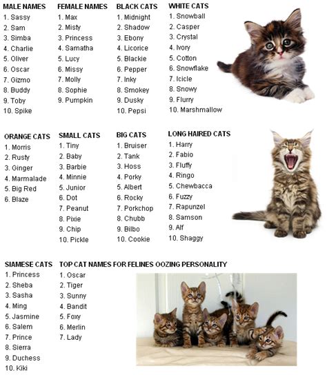 Funny Cat Names Female 81021 Nama Untuk Kucing Comel