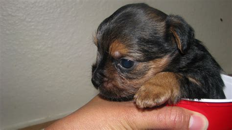 Find small breed puppies for sale from reputable breeders in ohio. Teacup Yorkiepoo Puppy at 5 weeks | At PocketSizedPuppies.co… | Flickr