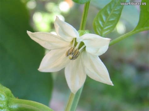 However, the result of this crossing will appear only if seed is. How to Grow Colorful, Tasty Bell Peppers | Dengarden