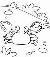 Coloring Crab Cute Kids Pages Twelve sketch template