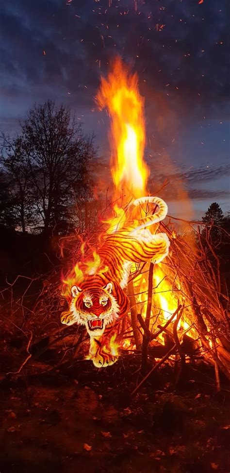 Fires Roar Bonfire Fire Flame Forest Night Tiger Hd Mobile