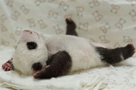 Panda Pandas Baer Bears Baby Cute 20 Wallpapers Hd Desktop And