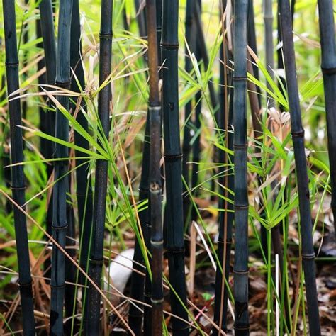 Black Bamboo Tree For Sale Beautiful Indoors Or Outdoors