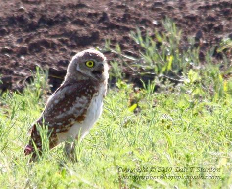 Birds Of The Texas Panhandle Burrowing Owl