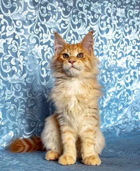 Buy maine coon cats for sale online and bring the mouser cat at your home. Maine Coon, Maine Coon kittens from cattery, Cats, for ...