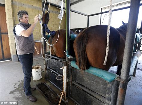 Prized Horse Semen Extracted By Argentine Lab Extracts For 10k A Batch