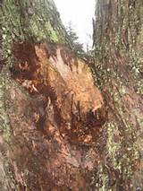 Maple Tree Carpenter Ants Pictures