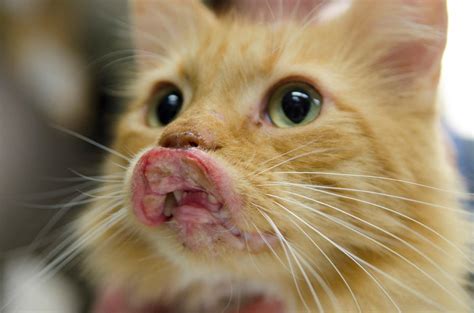 Cat Swollen Lip Flea Allergy Cat Meme Stock Pictures And Photos