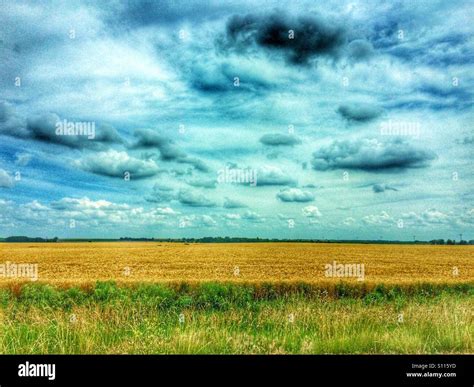 Kansas Wheat Field Stock Photo Alamy