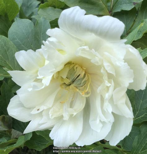 Intersectional Hybrid Peony Paeonia White Emperor In The Peonies