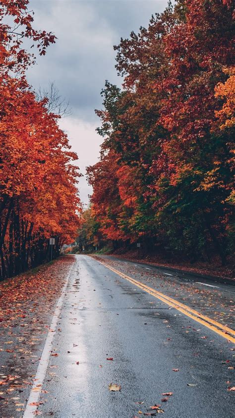 Autumn Road Trees On Sides Fallen Leaves 4k Iphone Wallpaper Background