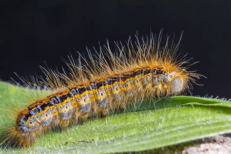 Caterpillar Личинка Бабочка Бесплатное фото на Pixabay