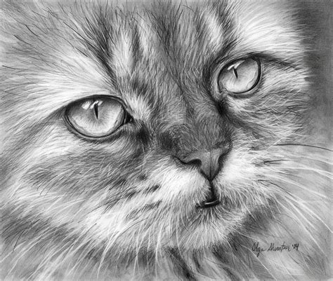 Beautiful Cat Drawing By Olga Shvartsur